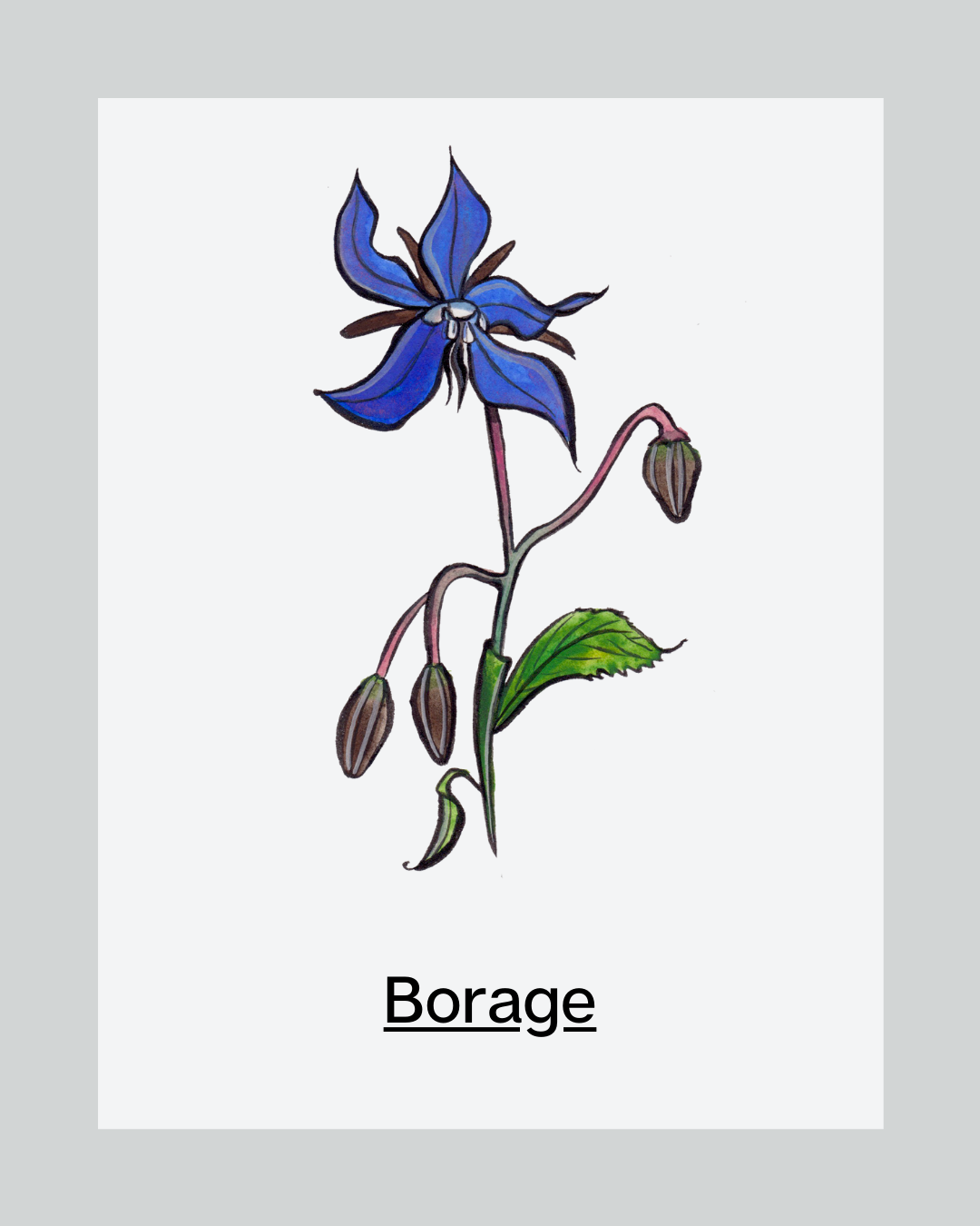Skincare Ingredient Borage Oil