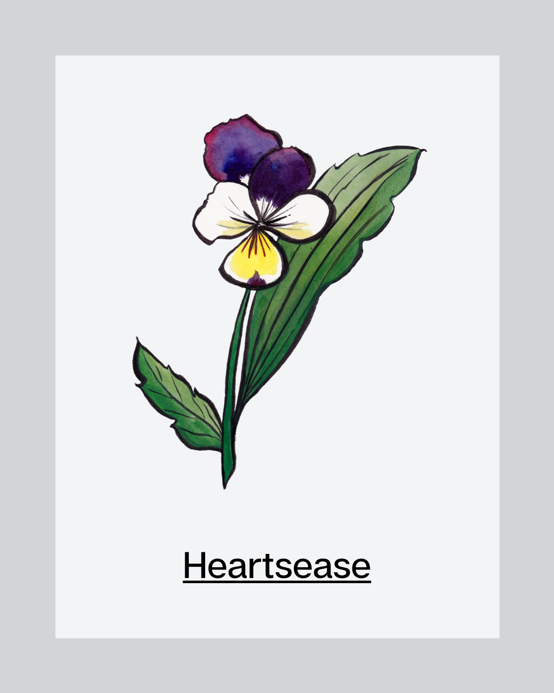 Skincare Ingredient Heartsease