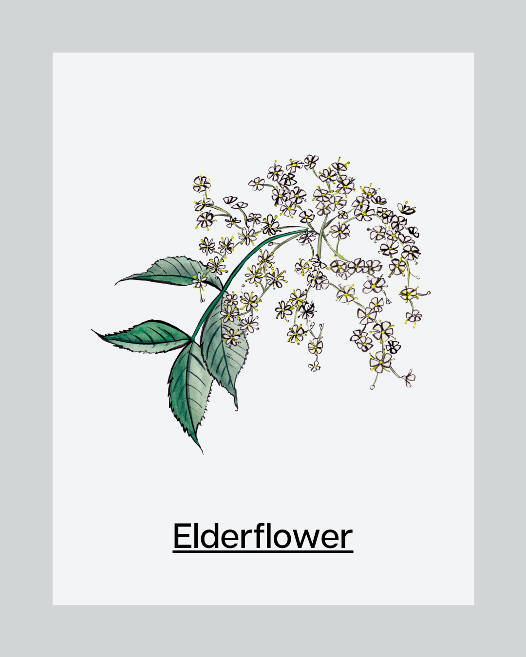 Skincare Ingredient Elderflower Water