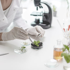 Scientist with plants in a lab for clean skin care.