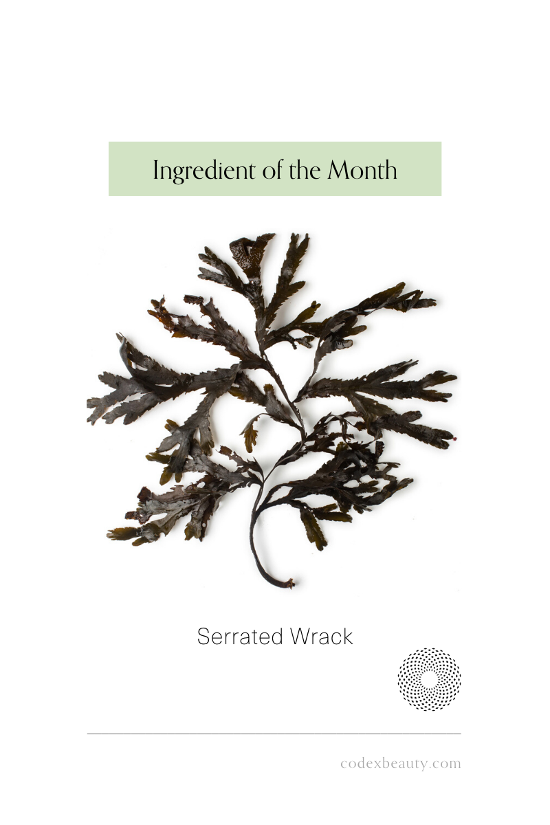 Ingredient of the Month: Serrated Wrack