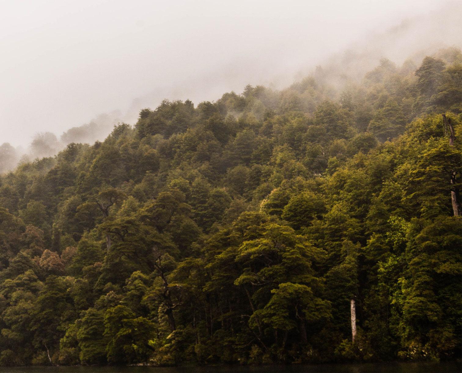 Image of a jungle with mist in the air