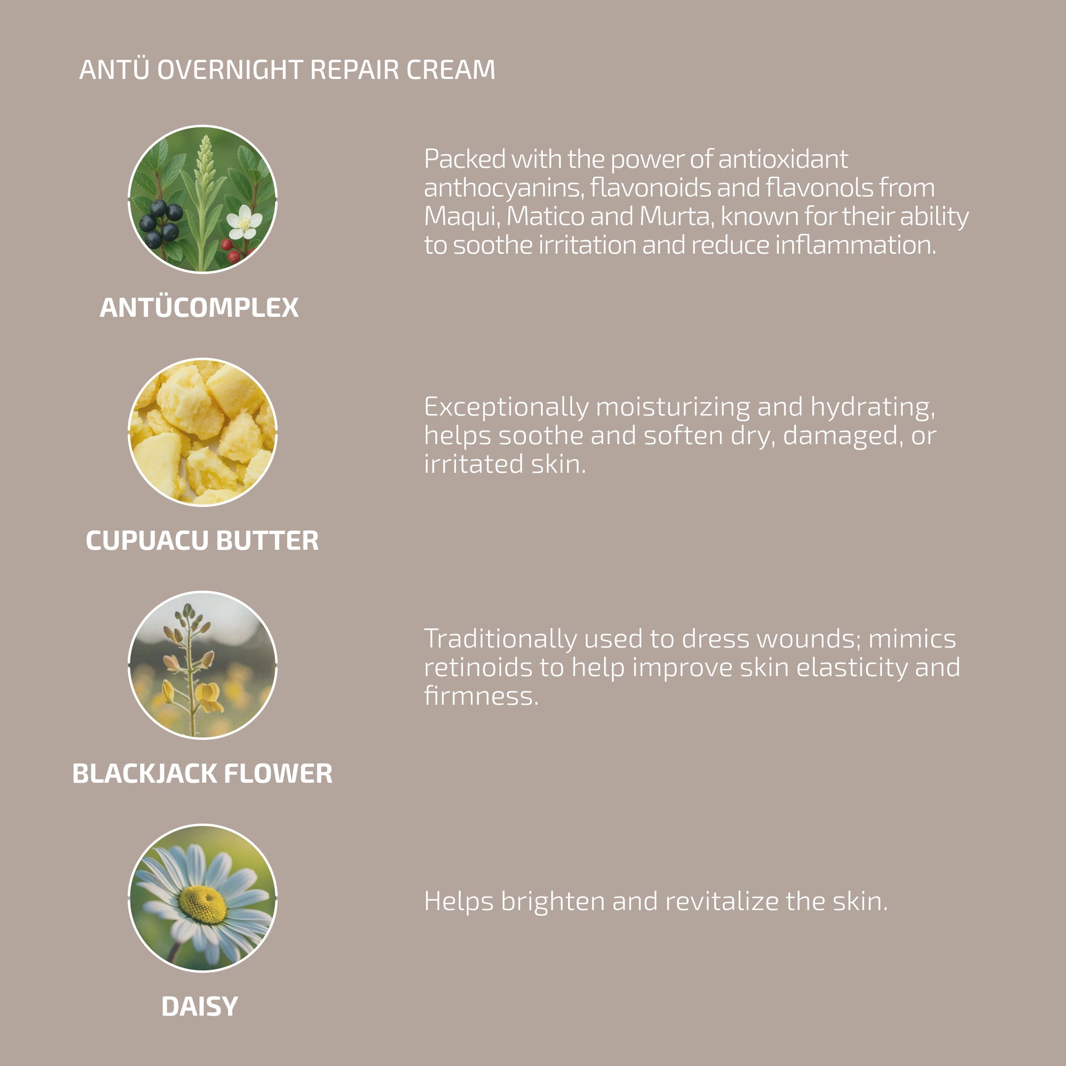 Overnight Repair Cream – Support Collagen & Deep Hydration for Skin Longevity – ANTÜ (Age: 30-60+)