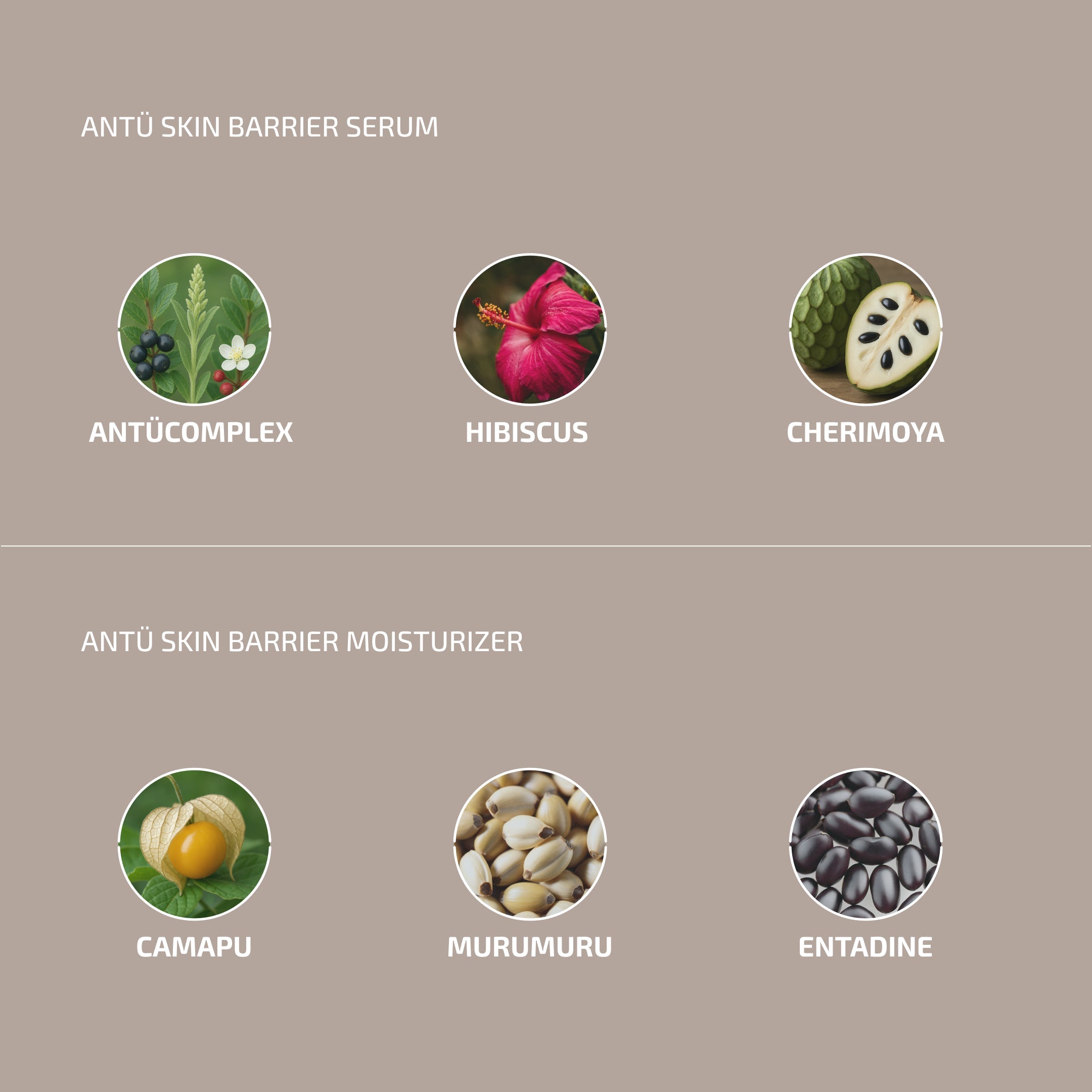 Ingredients of Antó Skin Barrier Serum and Moisturizer on a beige background